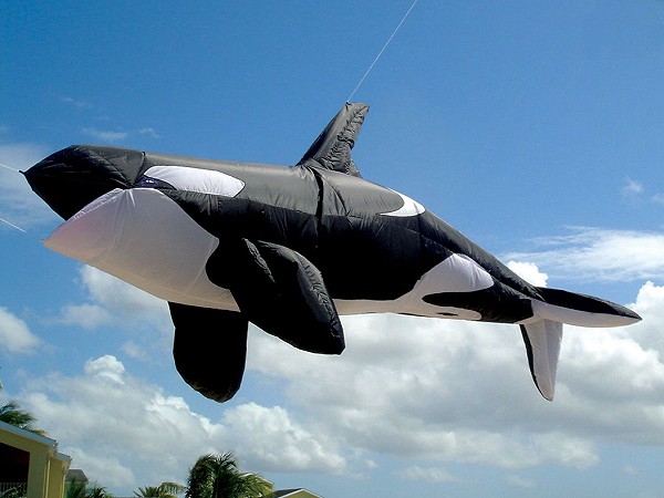 8ft Killer Whale