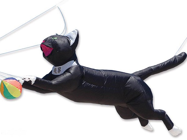 Playful Cat