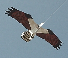 Lifelike Bird