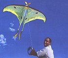Luna Moth