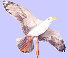 Jackite Seagull