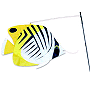 Swimming Butterfly Fish
