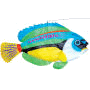 Swimming Peacock Wrasse