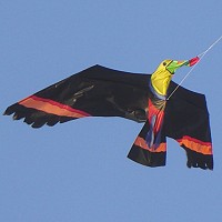 Toucan